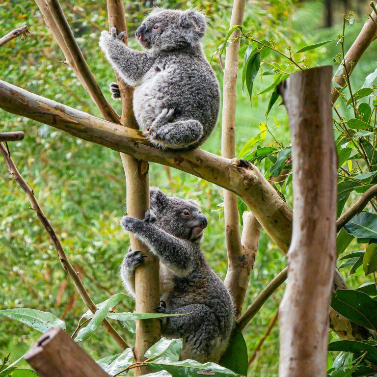 Koalas